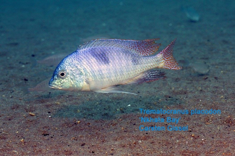 Trematocranus placodon 'Nkhata Bay'